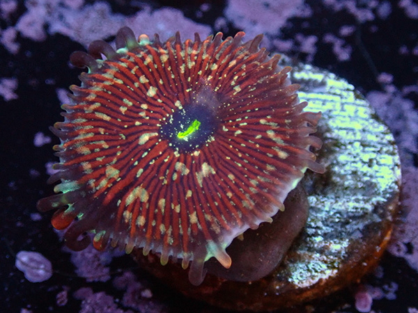 US Zoa  White Zombie