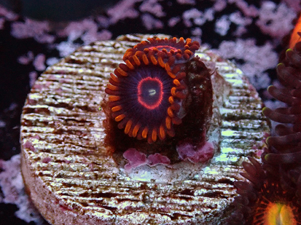 US Zoa  Red Honet