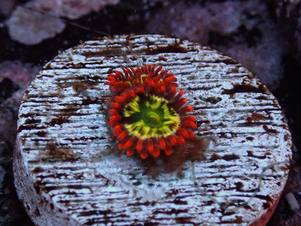 US Zoa  Alpha Omega