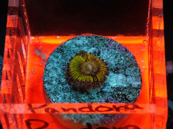 マメスナ　6種類セット マメスナ六種類セット