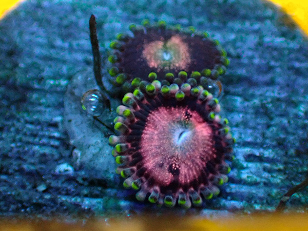 US Zoa  Pink Flamingo