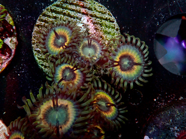 US Zoa  Blue Vampire