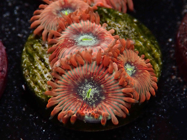 US Zoa  CCH Rising Sun