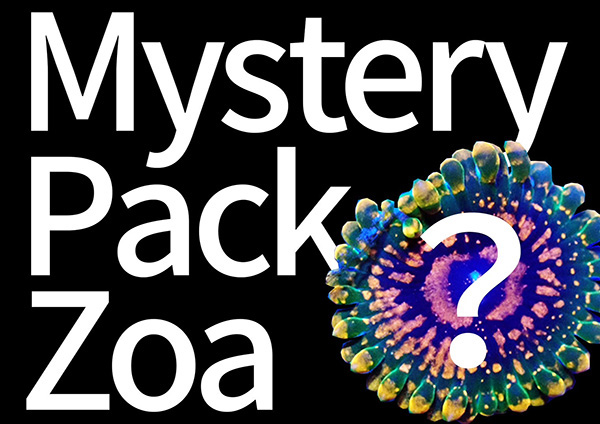 Mystery Pack  USZoa  ３個セット