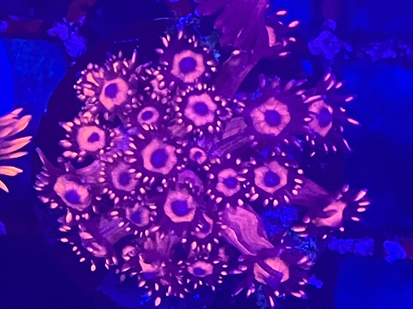 Uro coral Metal Red Goni No.01