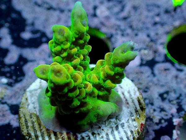 UroCoral アクアテイラーズ オンラインショップ