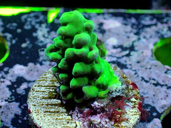 UroCoral アクアテイラーズ オンラインショップ