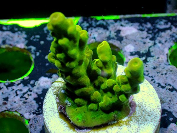 Paletta Pink tip No.01