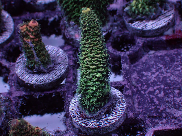 ATフラグ Acropora Millepora-Green- No.02