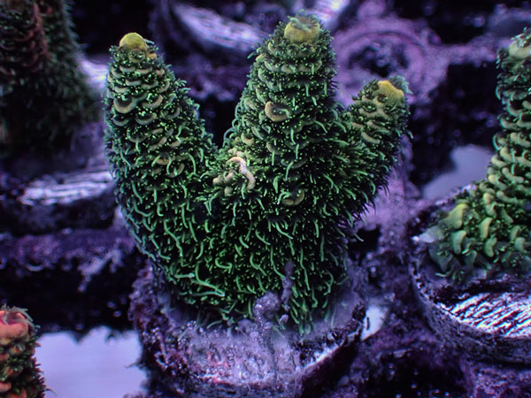 ATフラグ Acropora Millepora-Green- No.03