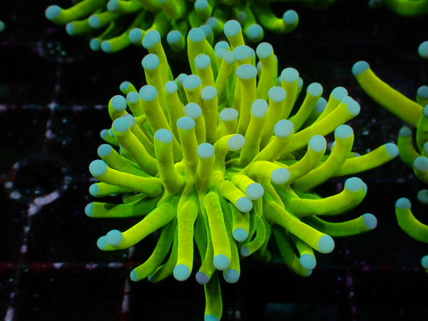 GB Indonesia  Holy Grail Torch coral No.01