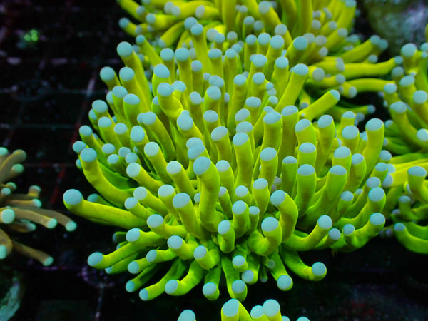 GB Indonesia  Holy Grail Torch coral No.02
