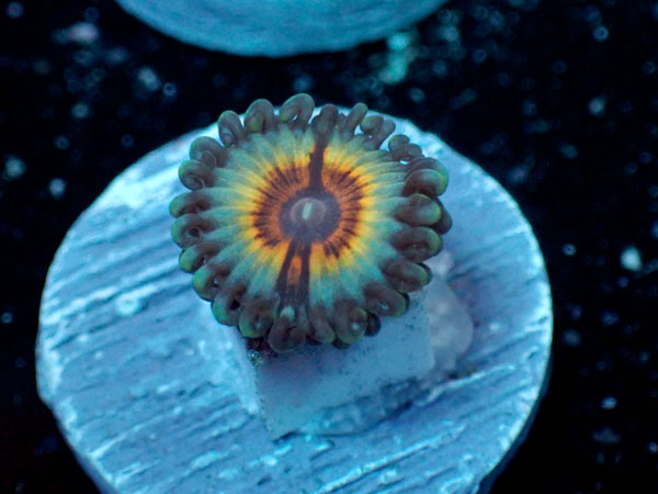 US Zoa  Vampire in Drag