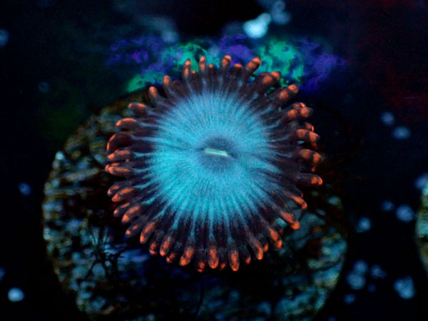 US Zoa  Superman