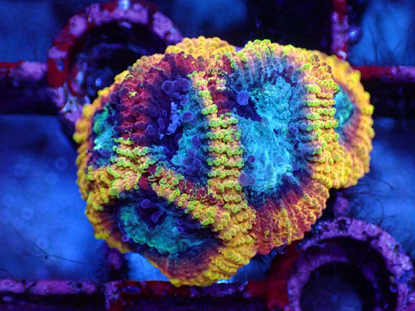 Yellow Submarin Favia No.01