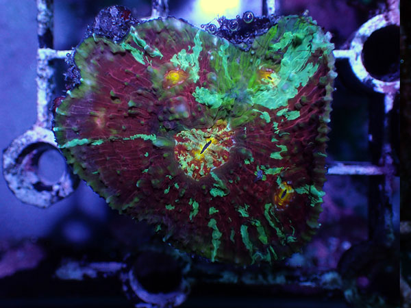 Australia  Chalice ULTRA No.024