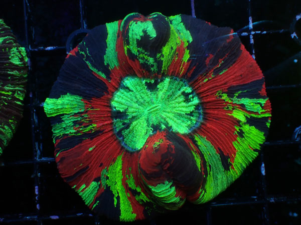 Brain Coral-Red Multi- No.02