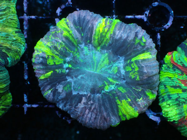 Brain Coral-Top quality Grade- No.04