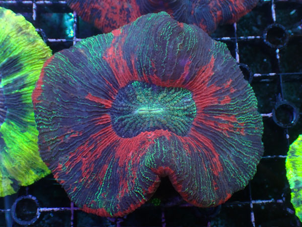 Brain Coral-Red Multi- No.06