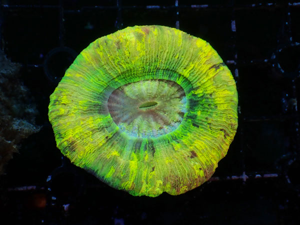 Brain Coral-Yellow Multi- No.11