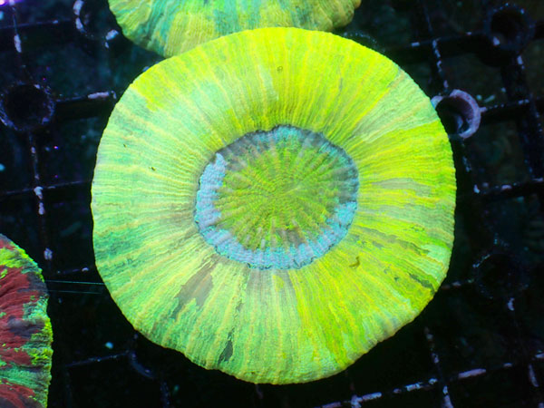 Brain Coral-Yellow Special- No.13