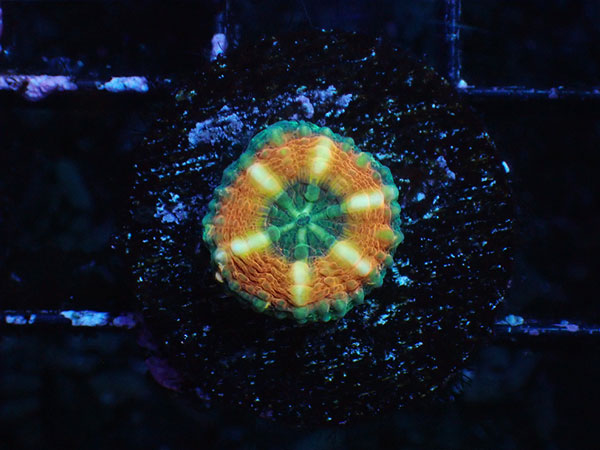 (完全養殖個体）Lobophyllia Pachycepta Australia-Baby Pachys- No.01