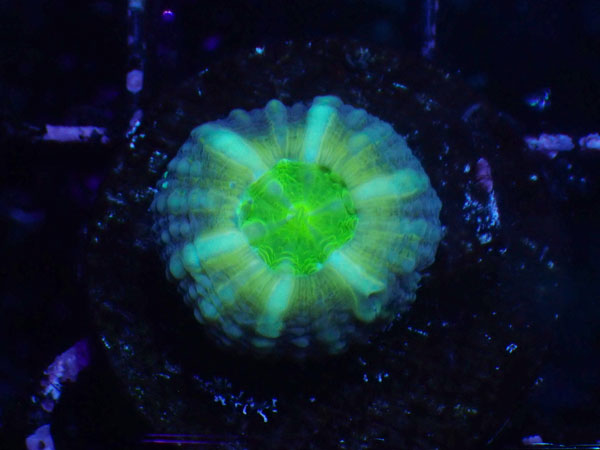 (完全養殖個体）Lobophyllia Pachycepta Australia-Baby Pachys- No.05