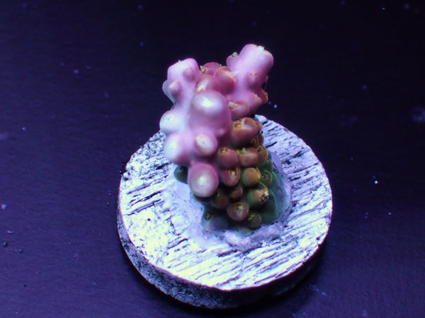 GB Indonesiaフラグ Acropora Divaricata  No.01