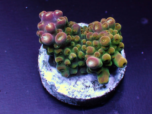 GB Indonesiaフラグ Acropora Divaricata  No.02