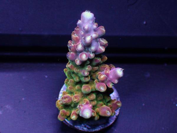 GB Indonesiaフラグ Acropora Divaricata  No.03