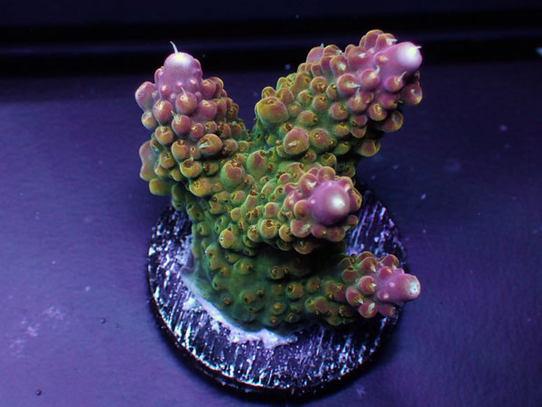 GB Indonesiaフラグ Acropora Divaricata  No.04