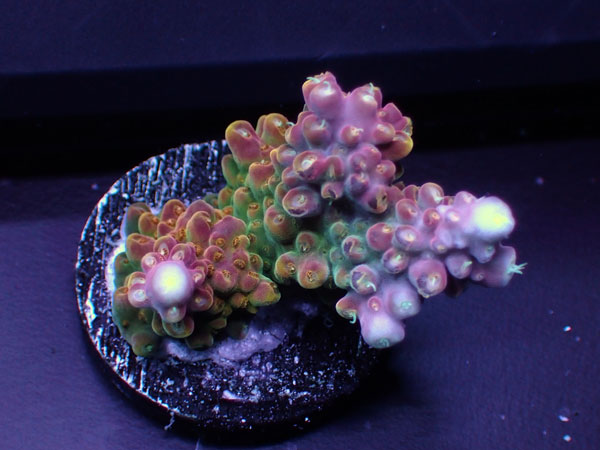 GB Indonesiaフラグ Acropora Divaricata  No.05