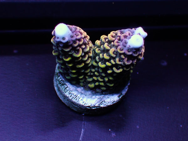 Indonesiaフラグ acropora abrolhosensis  No.01
