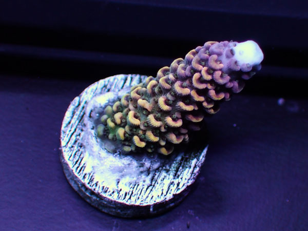 Indonesiaフラグ acropora abrolhosensis  No.03