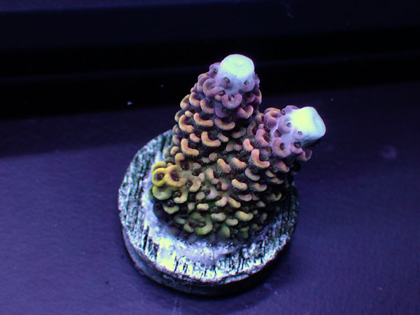 Indonesiaフラグ acropora abrolhosensis  No.04