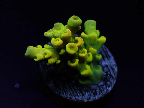 GB Indonesiaフラグ acropora elegantula  No.01