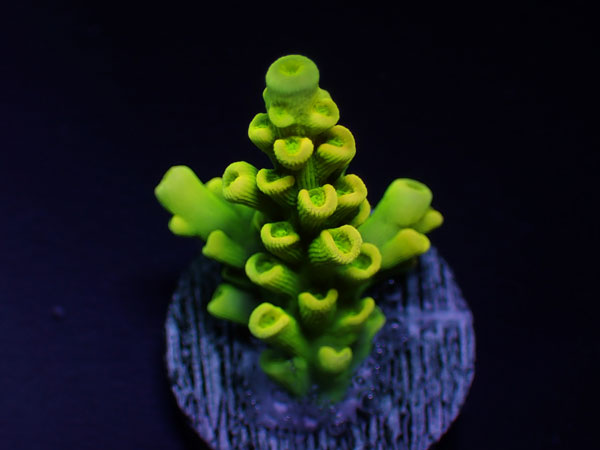 GB Indonesiaフラグ acropora elegantula  No.02