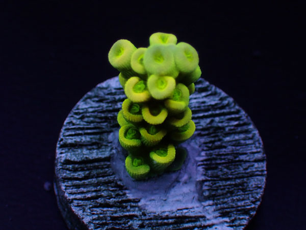 GB Indonesiaフラグ acropora elegantula  No.03