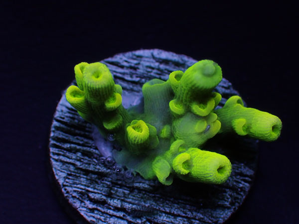 GB Indonesiaフラグ acropora elegantula  No.04