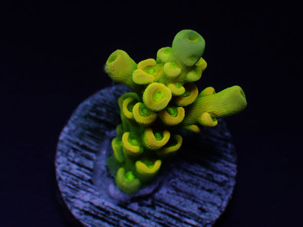 GB Indonesiaフラグ acropora elegantula  No.05