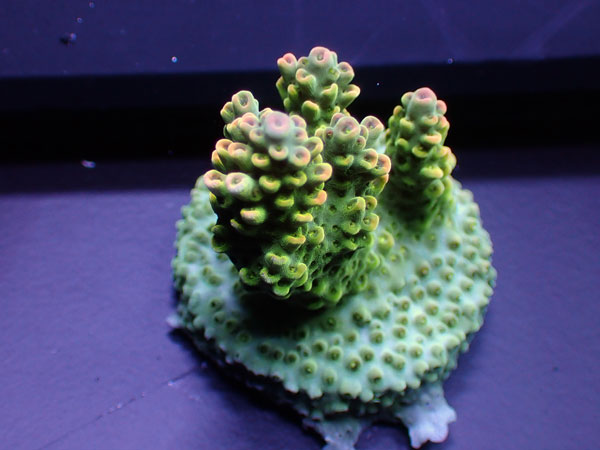 Australiaフラグ acropora Sp.-ULTRA-  No.01