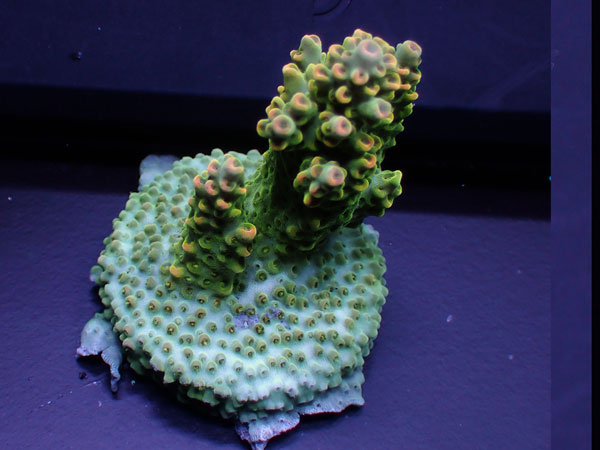 Australiaフラグ acropora Sp.-ULTRA-  No.02