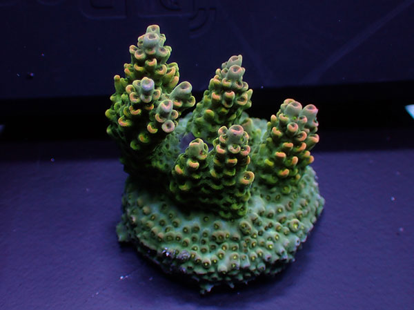 Australiaフラグ acropora Sp.-ULTRA-  No.03