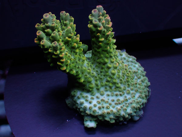 Australiaフラグ acropora Sp.-ULTRA-  No.04