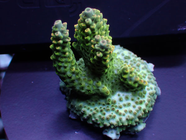 Australiaフラグ acropora Sp.-ULTRA-  No.05