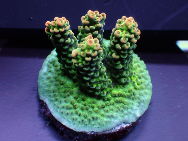 Australiaフラグ acropora Sp.  No.01