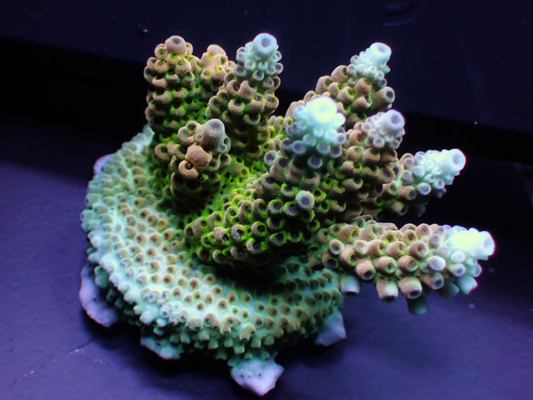 Australiaフラグ acropora Sp. -Dragon Fruit- No.01