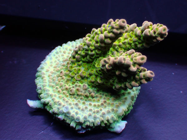 Australiaフラグ acropora Sp. -Dragon Fruit- No.02