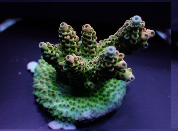 Australiaフラグ acropora Sp. -Dragon Fruit- No.03