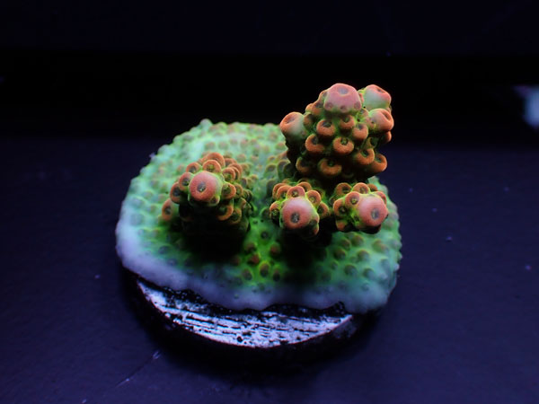 Australiaフラグ acropora Sp.-ULTRA- No.01